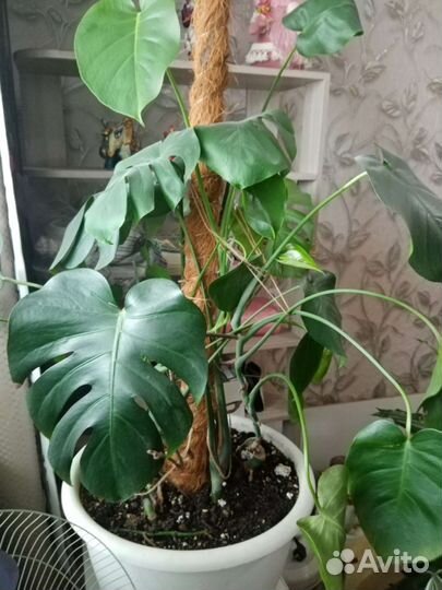 Комнатные растения взрослые цветы