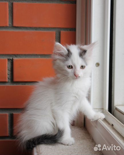 Котенок ищет дом