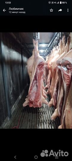 Мясо свинина