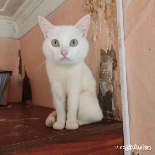 Кошка