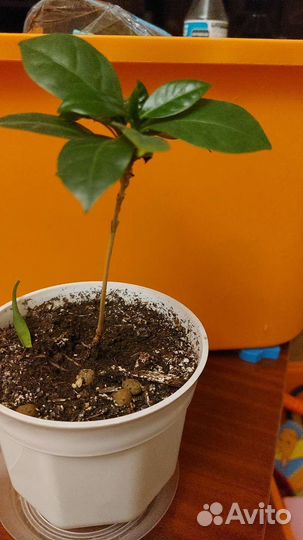 Кофе Арабика