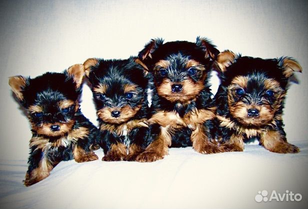 Йоркширский терьер девочки