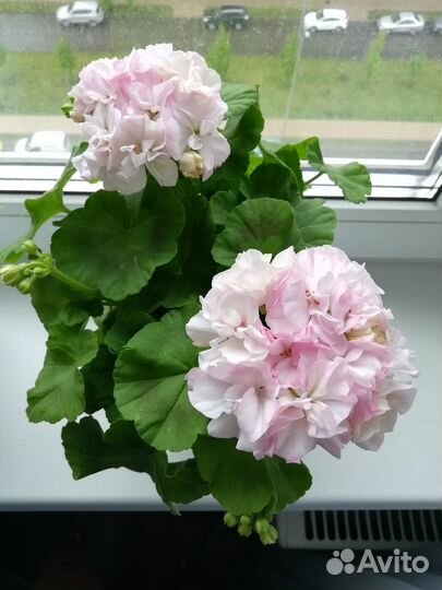 Пеларгония Dovepoint