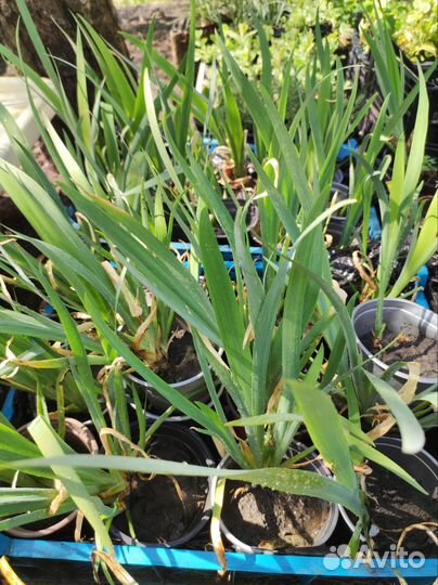 Водные растения