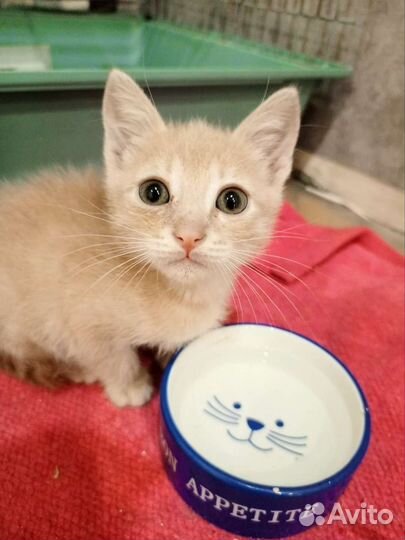 Котенок Шурик в поисках семьи