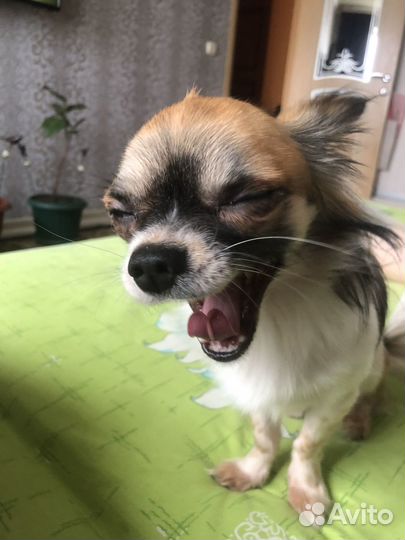 Кобель на вязку (чихуахуа и папийон)