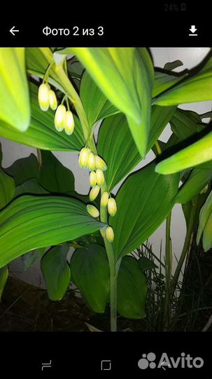 Растение Купена,или Соломонова печать