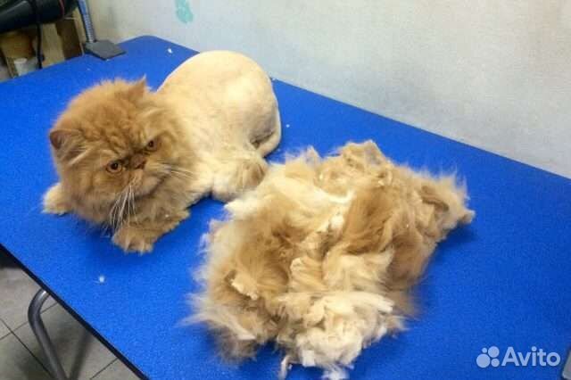 Грумер стрижка кошек