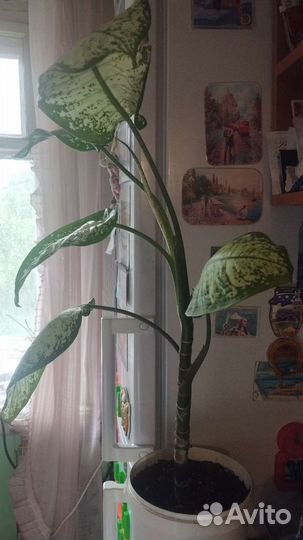 Диффенбахия