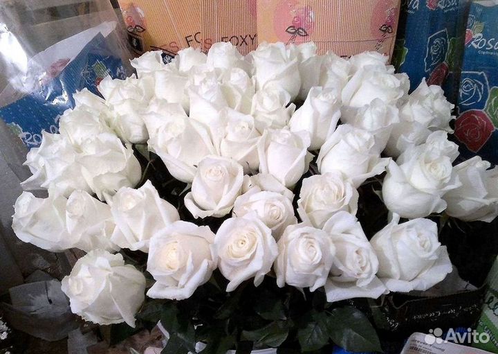 Высокие Розы Гиганты Доставка Круглосуточно