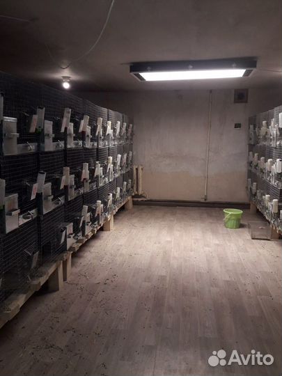 Шиншиллы Продам готовый бизнес