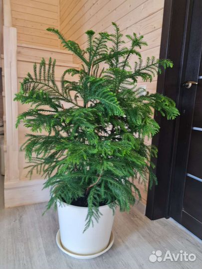 Хвойник Араукария Хетерофилла выносливая