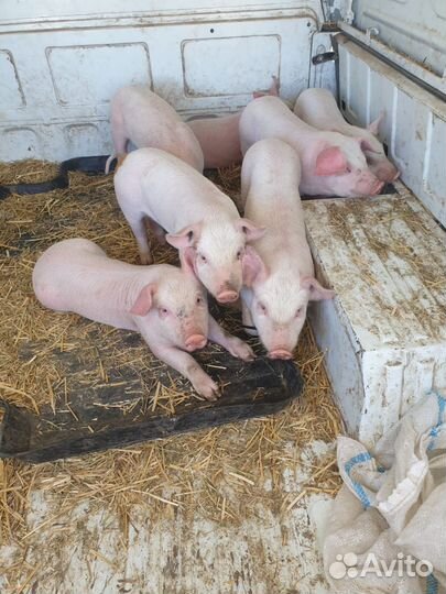 Поросята ландрас