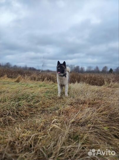 Собака только в частный дом