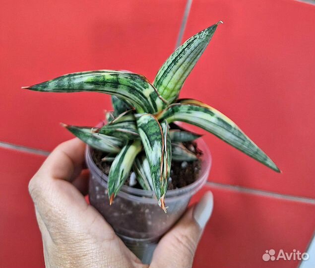 Сансевиерия Blue clone