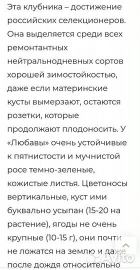 Клубника ремонтантная сорт Любава