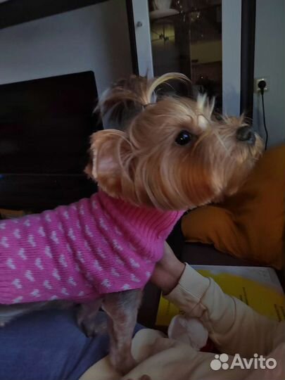 Свитер для йорка