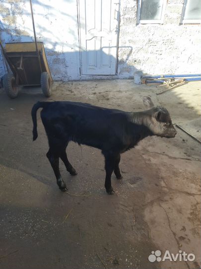 Тёлка 1 неделя