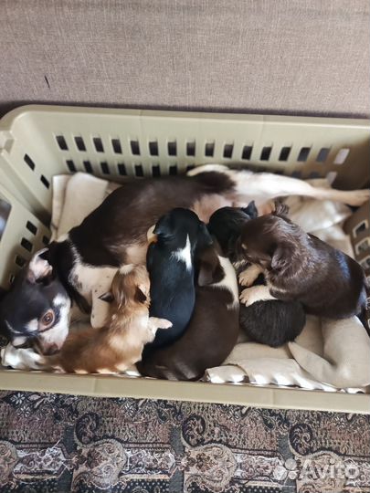 Чихуахуашечки милашечки