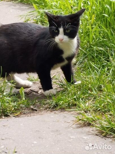 Отдам молодого котика