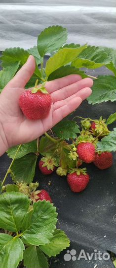 Саженцы клубники