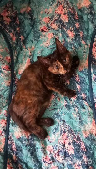 Котята. Бонечка