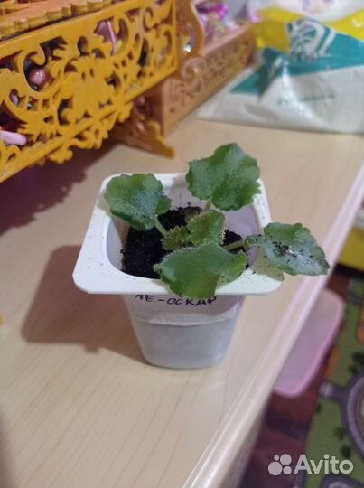 Фиалки детки Оскар и Гриня