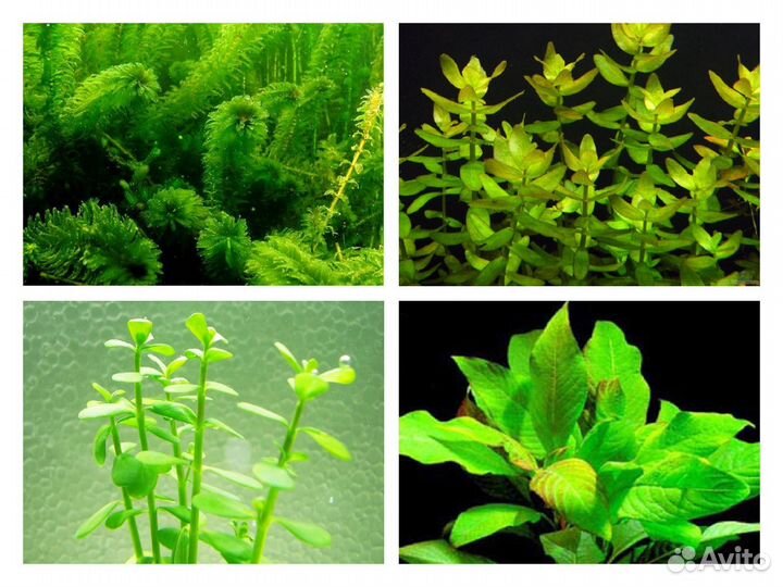 Аквариумные растения и рыбки