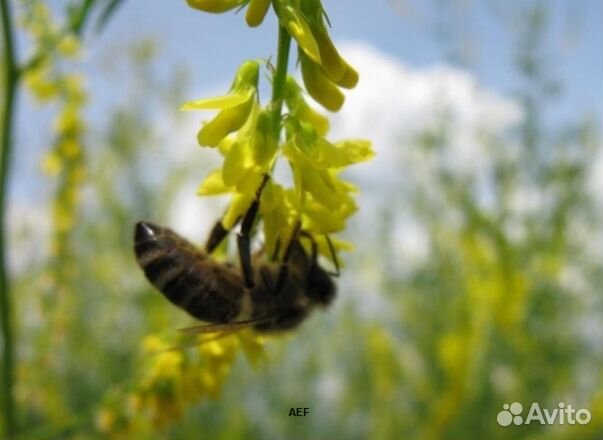 Мёд 2024 года из Алтая опт