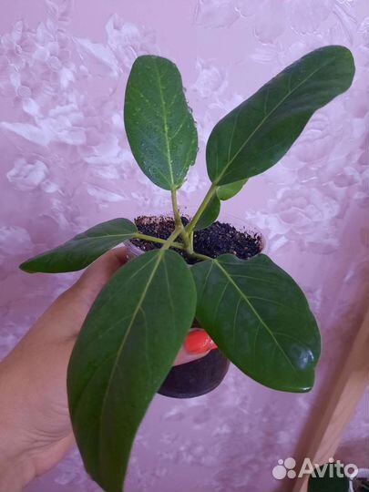 Кротон петра,фикусы