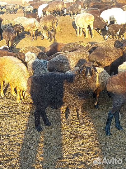 Продам овец, мясо баранины