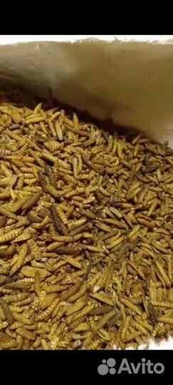 Личинка черной львинки (сухая)