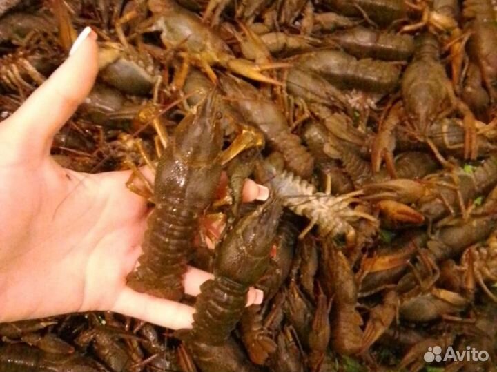 Рак дикий живой