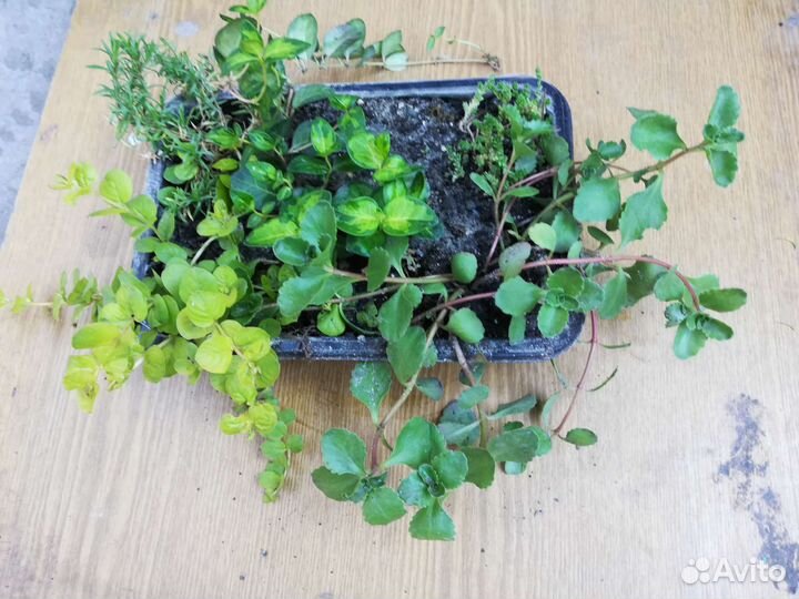 Набор почвапокровников