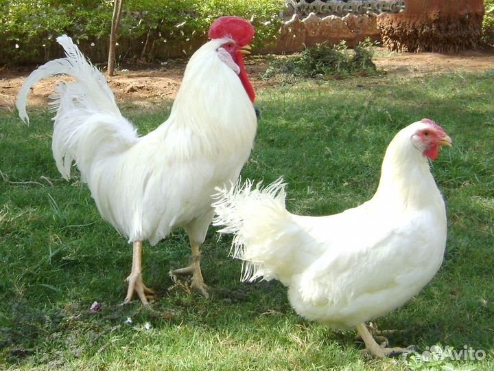 Куры несушки