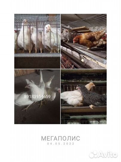 Курочки молодки