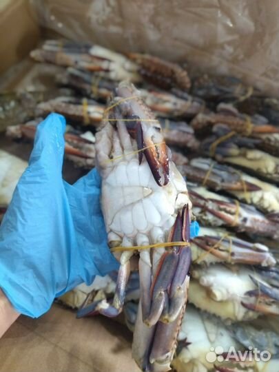 Лангустины креветки