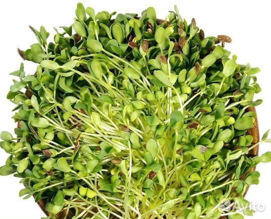 Семена для микрозелени