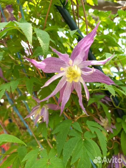 Укоренненые черенки княжика