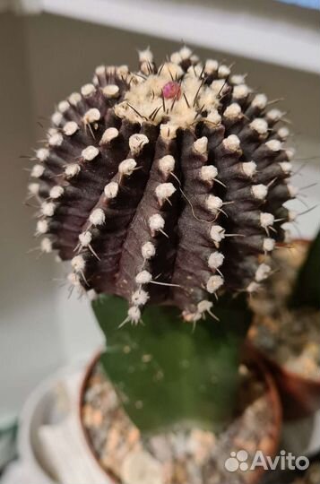 Кактус гимнокалициум Михановича вариегатный