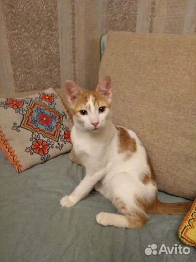 Котик в добрые руки