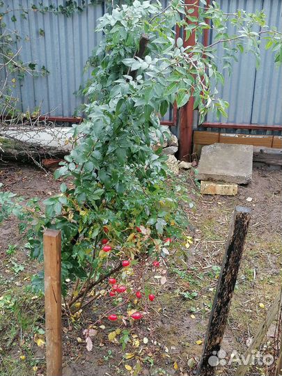 Шиповник саженцы