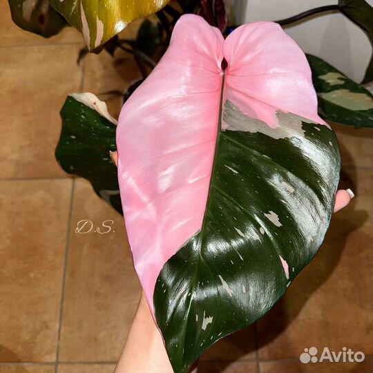 Филодендрон Pink Princess, розовый эхинопсис