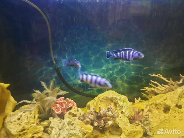 Африканские цихлиды