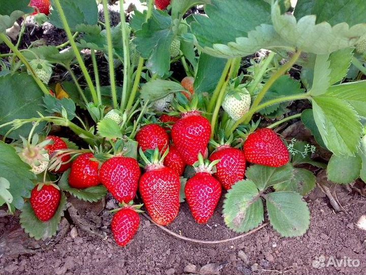 Клубника /садовая земляника