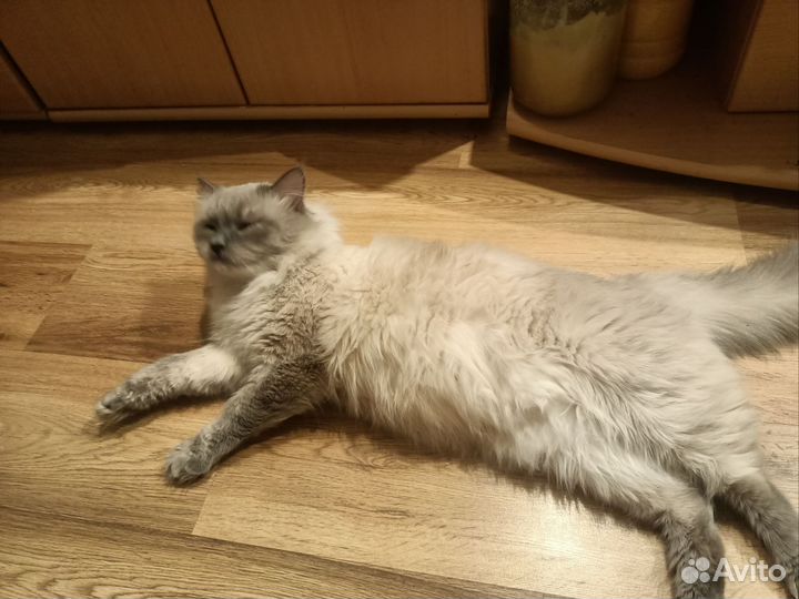 Вязка.Невский маскарадный кот