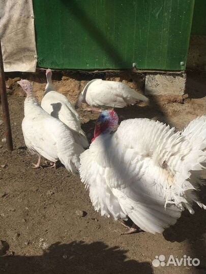 Инкубационное яйцо индейки