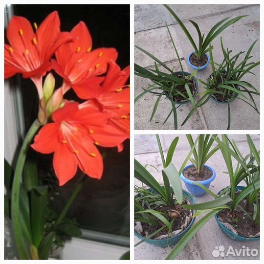 Гиппиаструм красный