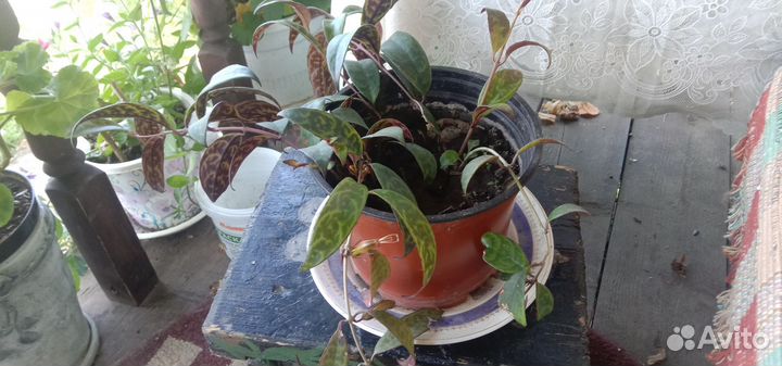 Эсхинантус мраморный