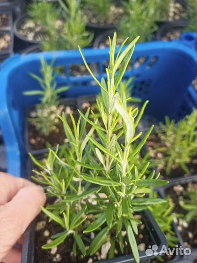 Розмарин, лаванда